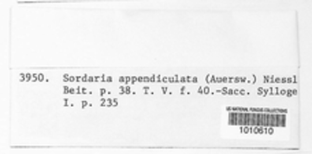 Sordaria appendiculata image